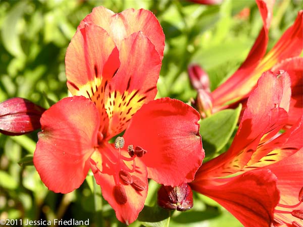 Alstroemeria Red Valley