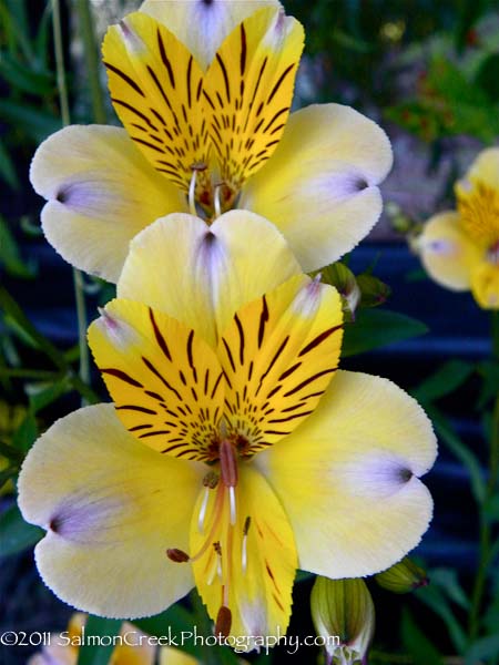 Alstroemeria violacea ‘Yellow Friendship’