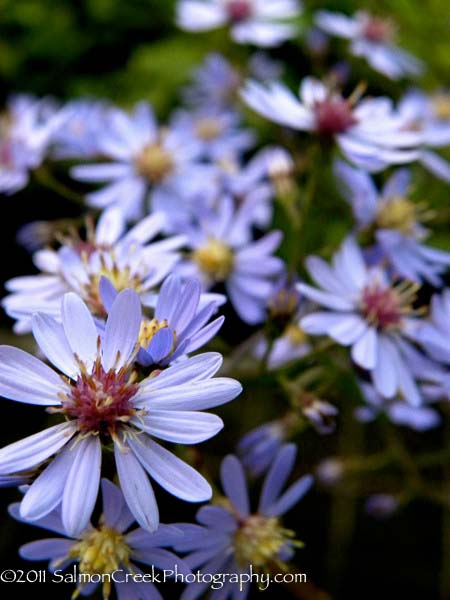 Aster cordifolius Chieftain