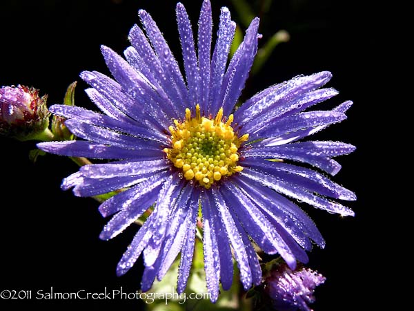 Aster frikartii Monch