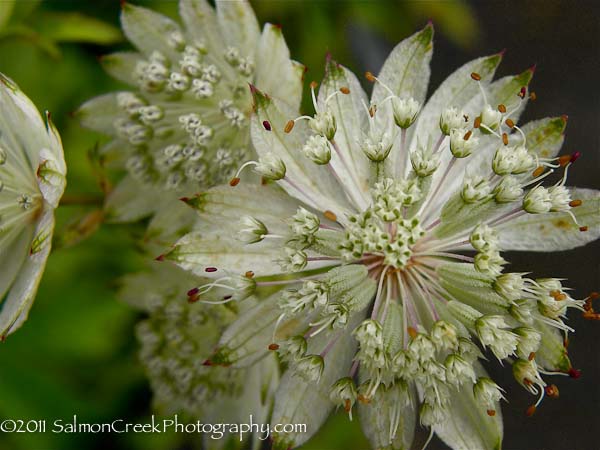 Astrantia major ‘Shaggy’