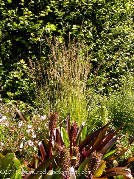 Calamagrostis acutiflora Avalanche