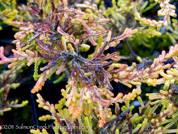 Calluna vulgaris Dark Beauty