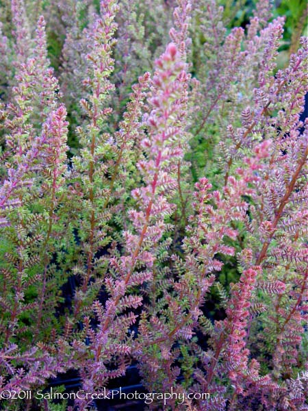 Calluna vulgaris ‘Firefly’