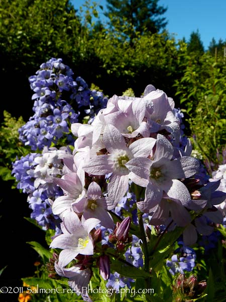 Campanula lactiflora Loddon Anna