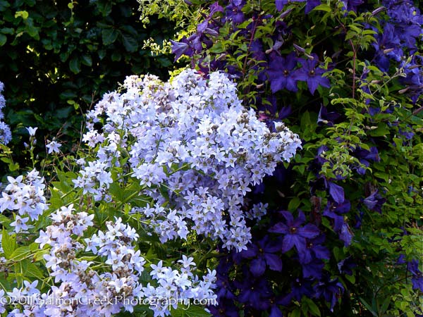 <i>Campanula lactiflora</i> ‘Prichards Variety’