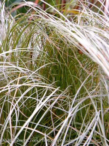 Carex albula Frosted Curls