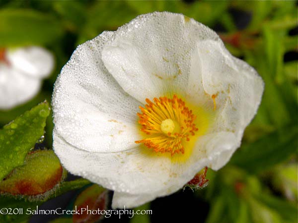 Cistus x oblongifolius