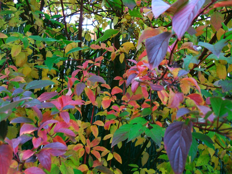 Cornus sericea ‘Cardinal’