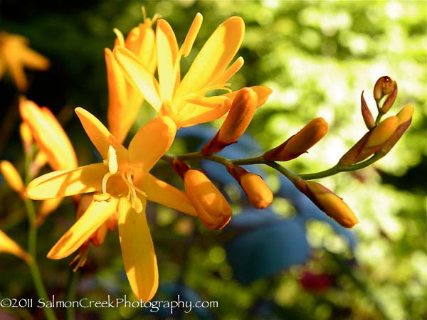 Crocosmia ‘Solfaterre’