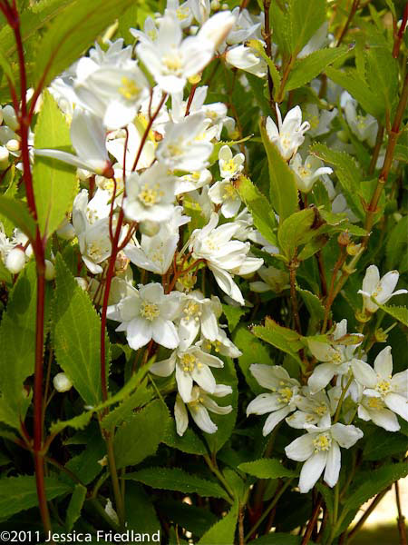 Deutzia gracillis Nikko