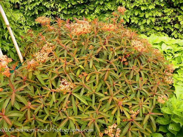 Euphorbia griffithii Great Dixter