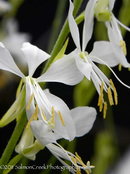 Gaura lindheimeri ‘So White’