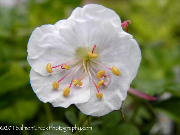 Geranium cantabrigiense St. Ola