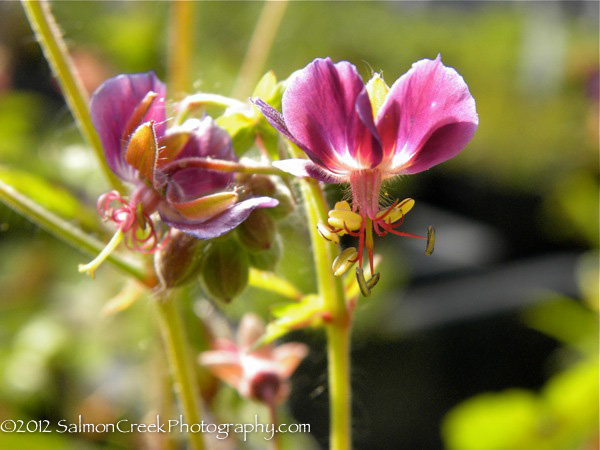 Geranium phaeum Samobor