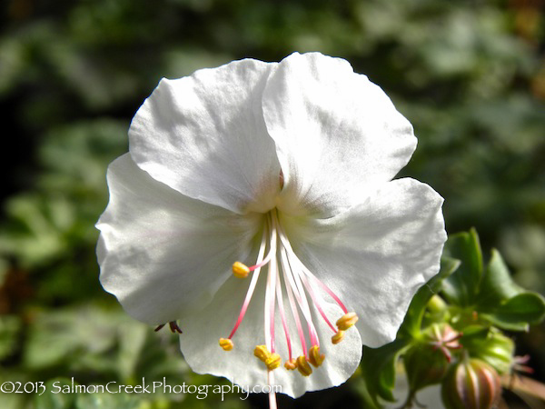 Geranium cantabrigiense ‘St. Ola’