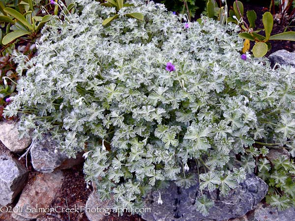 Geranium harveyi