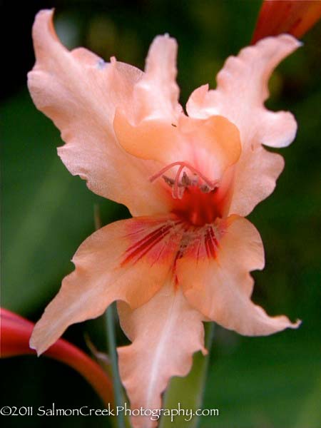 Gladiolus oppositiflorus ssp. salmoneus