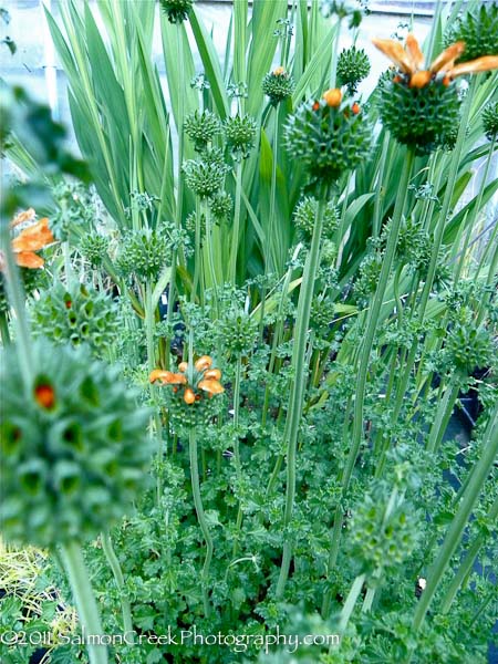 Leonotis menthifolia ‘Savannah Sunset’