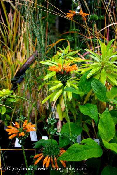 Leonotis menthifolia ‘Savannah Sunset’