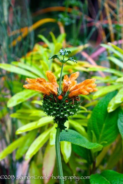 Leonotis menthifolia ‘Savannah Sunset’