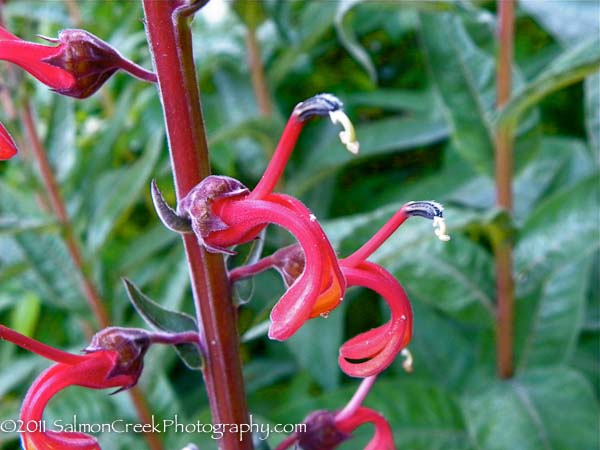 Lobelia tupa