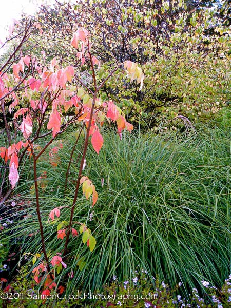 Miscanthus transmorrisonensis