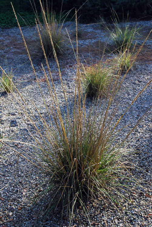 Muhlenbergia rigens