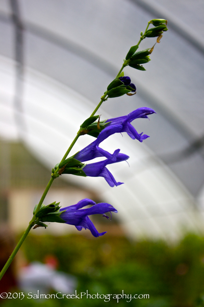 Salvia guaranitica Blue Ensign