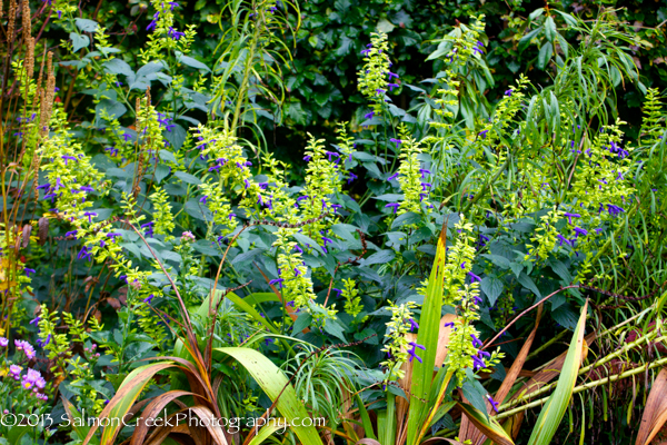 Salvia mexicana Limelight