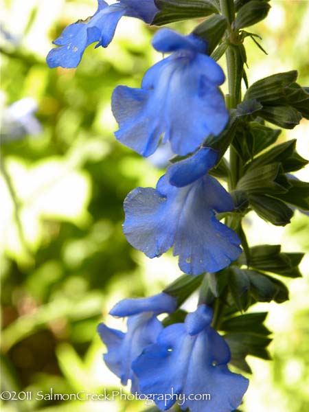 Salvia azurea Nekan