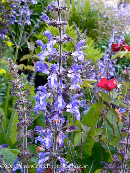 Salvia forsskaolii