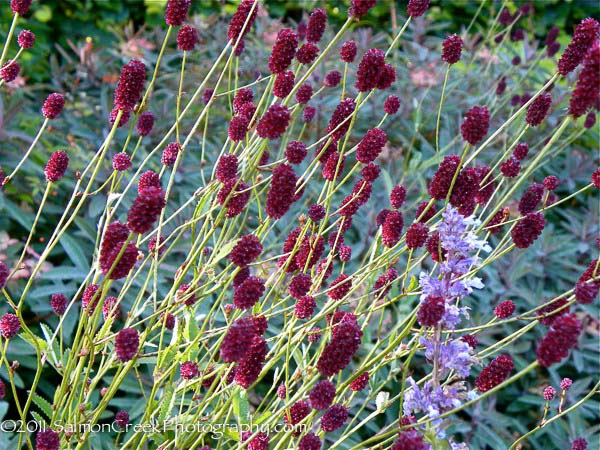 Sanguisorba officinalis