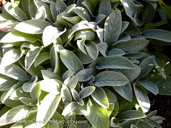 Stachys byzantina ‘Helen von Stein’