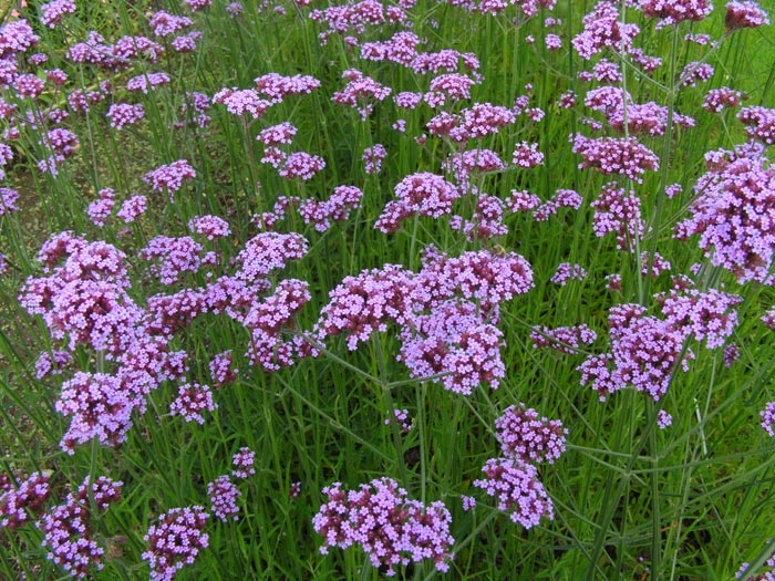 Verbena bonariensis