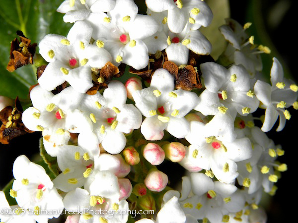 <i>Viburnum</i> x <i>burkwoodii</i> ‘Conoy’