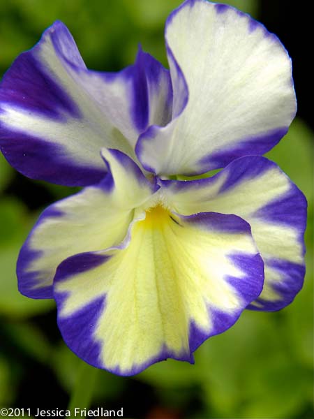 Viola ‘Rebecca’