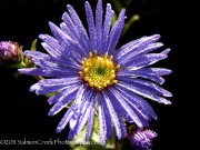 <i>Aster</i> x <i>frikartii</i> ‘Monch’