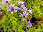 <i>Aster oblongifolius</i> ‘October Skies’