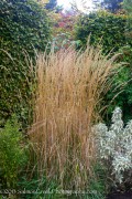 <i>Calamagrostis</i> x <i>acutiflora</i> ‘Karl Foerster’