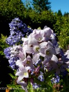 <i>Campanula lactiflora</i> ‘Loddon Anna’