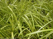 <i>Carex oshimensis</i> ‘Gold Strike’