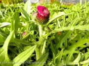 <i>Cirsium rivulare</i> ‘Atropurpureum’