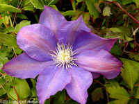 <i>Clematis</i> ‘H. F. Young’
