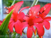 <i>Crocosmia</i> ‘Lucifer’