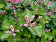<i>Fallopia japonica</i> var. <i>compacta</i>