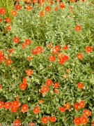 Helianthemum Henfield Brilliant