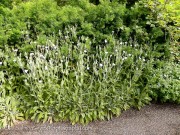 <i>Lychnis coronaria</i> ‘Alba’