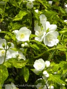 <i>Philadelphus</i> ‘Innocence’