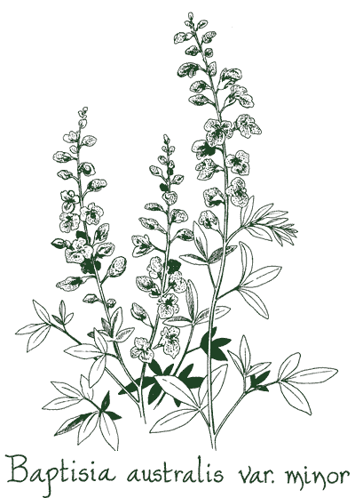 Baptisia australis